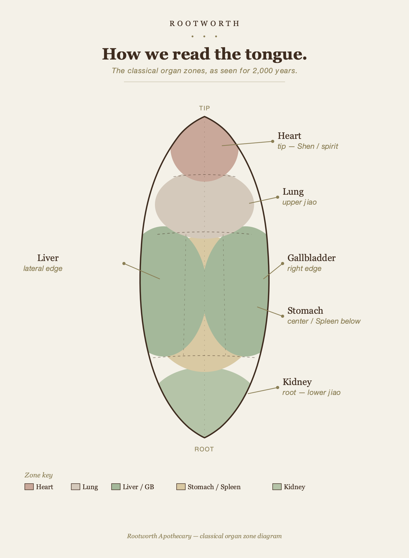 Slide: classical organ-zone mapping on the tongue.
