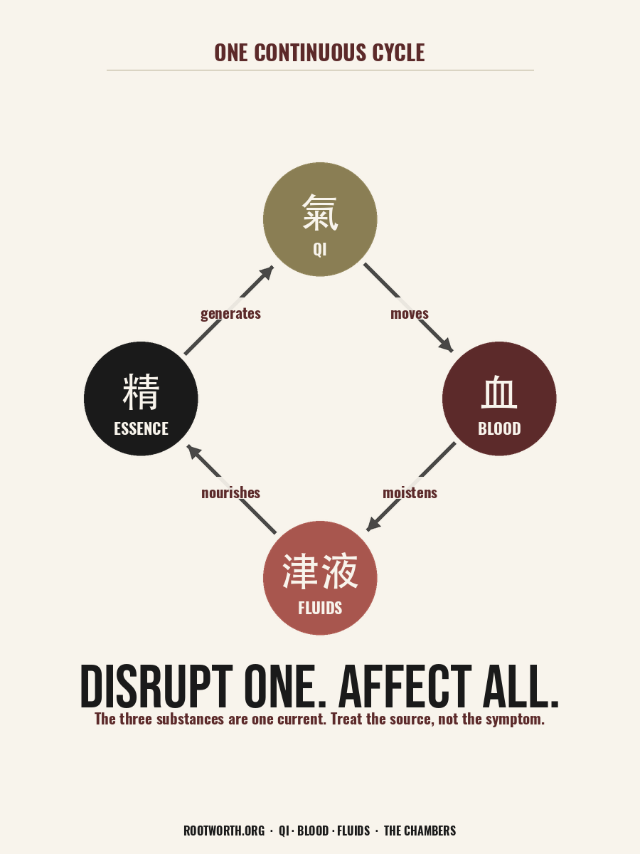 One continuous cycle — Qi, Blood, Fluids, Essence